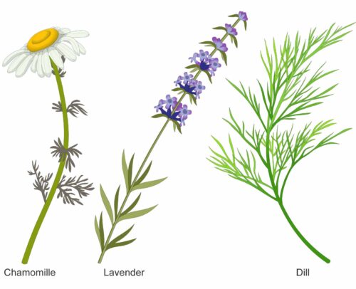 Cuts of Chamomile, Lavender and Dill.