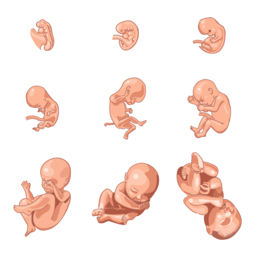 images of 9 babies, at the end of each moth of pregnancy