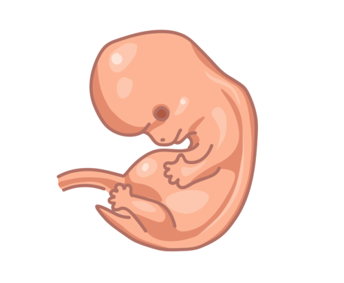 image of a fetus at 12 weeks