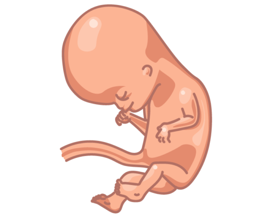 image of a fetus at 16 weeks