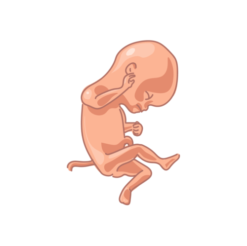 image of a fetus at 20 weeks