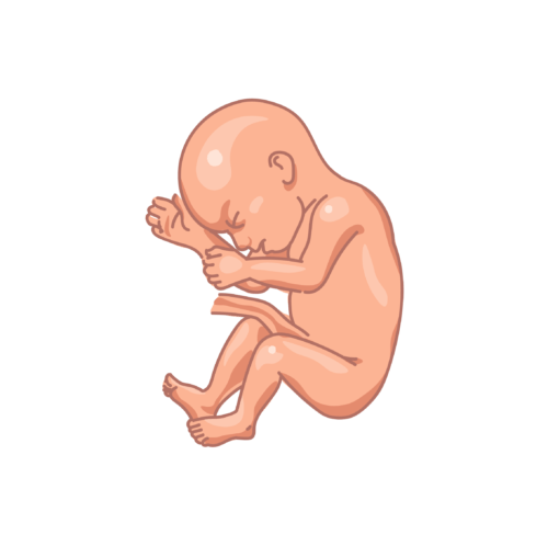 image of a fetus at 24 weeks of development