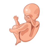 image of a fetus at 28 weeks of development