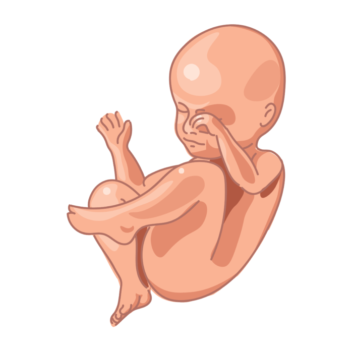 image of a fetus at 28 weeks of development