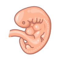 image of the fetus at 8 weeks of pregnancy