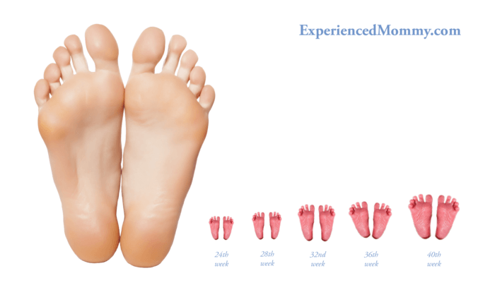 Picture of the bottom of a mom's feet, and 5 sets of baby's feet at 24, 28, 32, 36 and 40 weeks of development