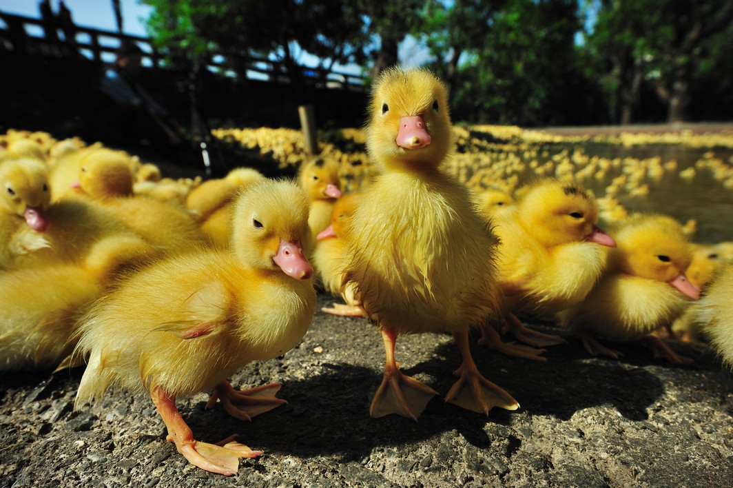 right age to talk about birds and bees